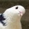 とりこま